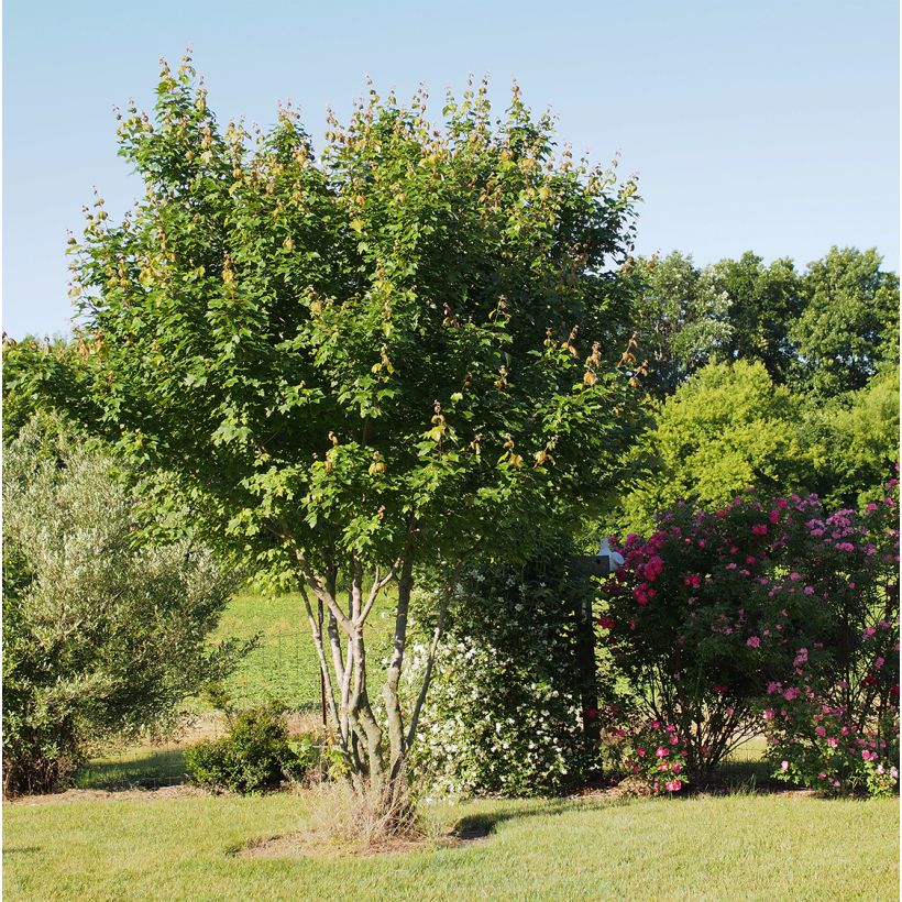 Rot-Ahorn Summer Red - Acer rubrum (Hafen)