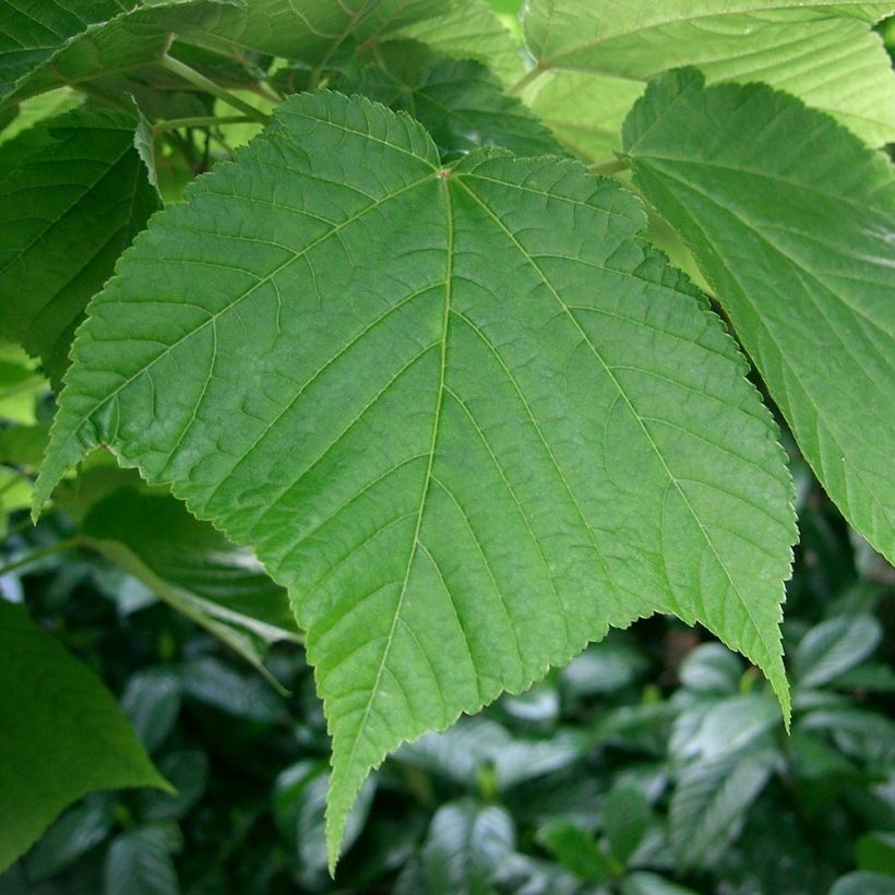 Rotnerviger Schlangenhautahorn - Acer rufinerve (Laub)