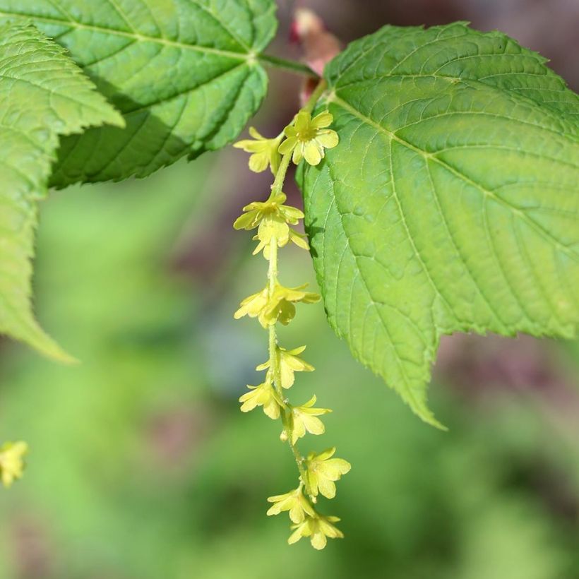 Rotnerviger Schlangenhautahorn - Acer rufinerve (Blüte)