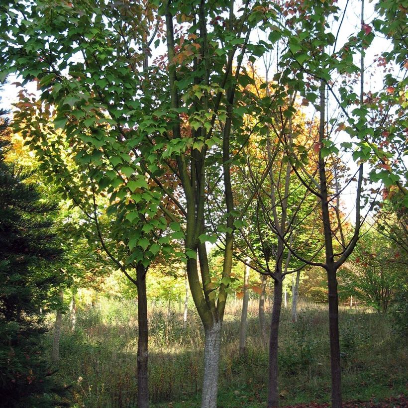 Rotnerviger Schlangenhautahorn - Acer rufinerve (Hafen)