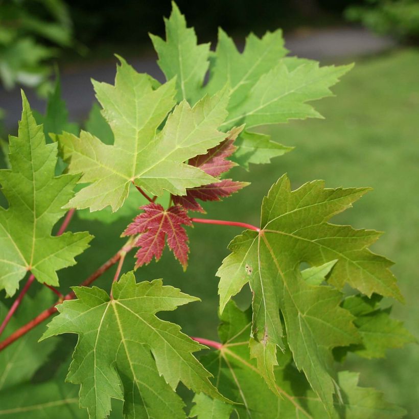 Silber-Ahorn - Acer saccharinum (Laub)