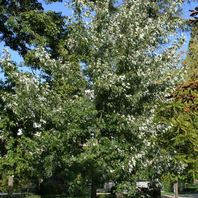 Silber-Ahorn Laciniatum Wieri - Acer saccharinum (Hafen)