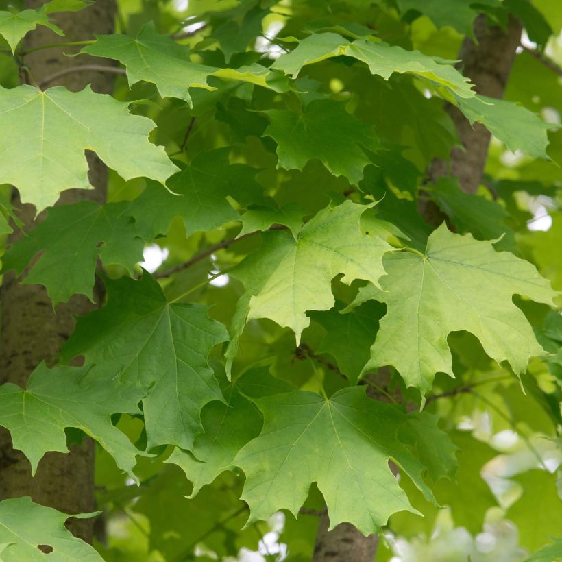 Echter Zucker-Ahorn - Acer saccharum (Laub)