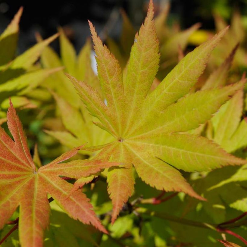 Japanischer Ahorn Autumn moon - Acer shirasawanum (Laub)