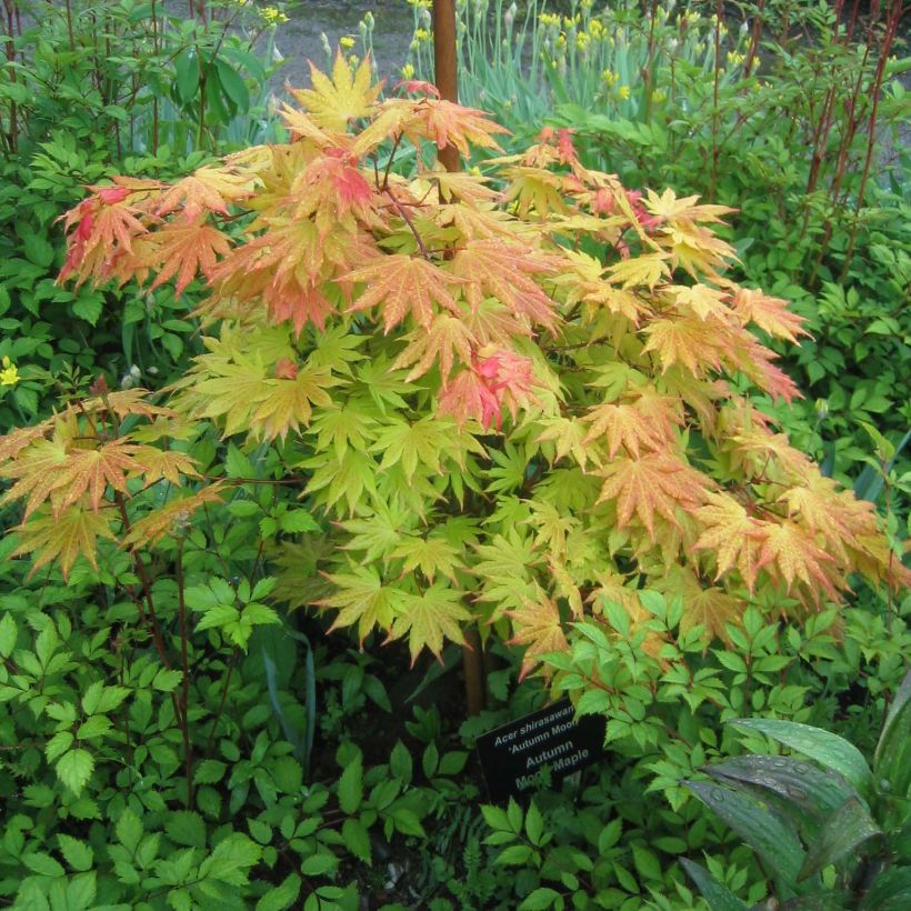 Japanischer Ahorn Autumn moon - Acer shirasawanum (Hafen)