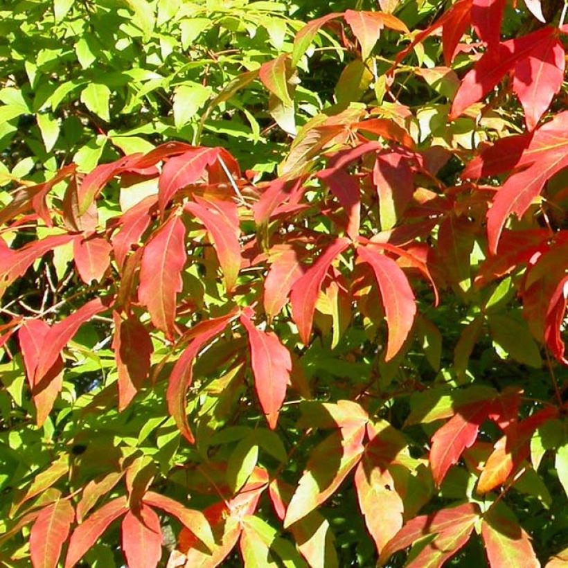 Dreiblütiger Ahorn - Acer triflorum (Laub)