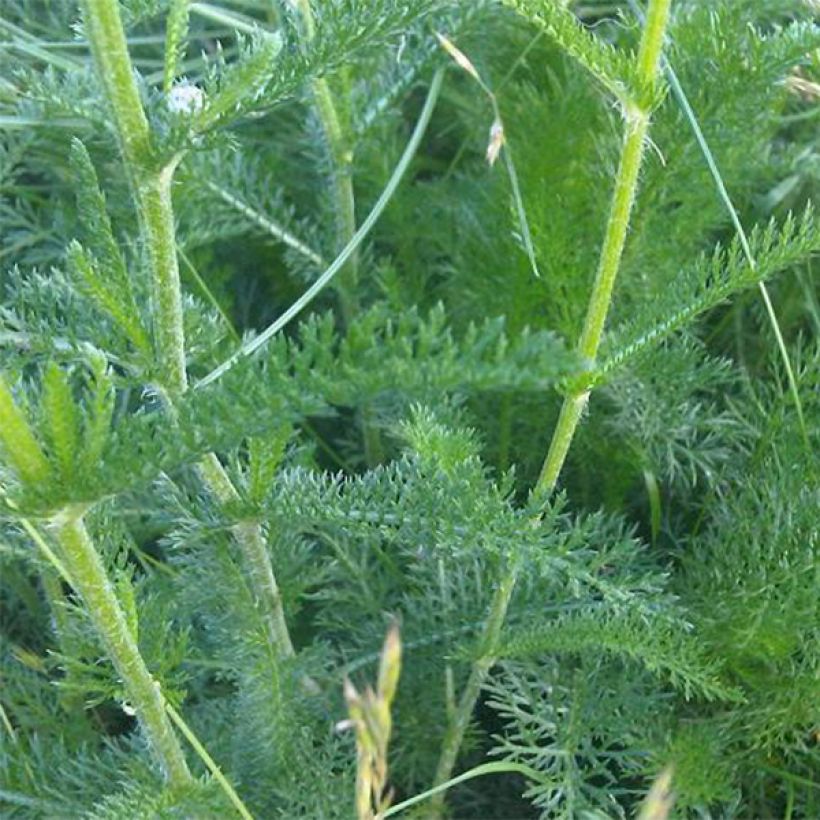 Achillea odorata - Duftende Schafgarbe (Laub)