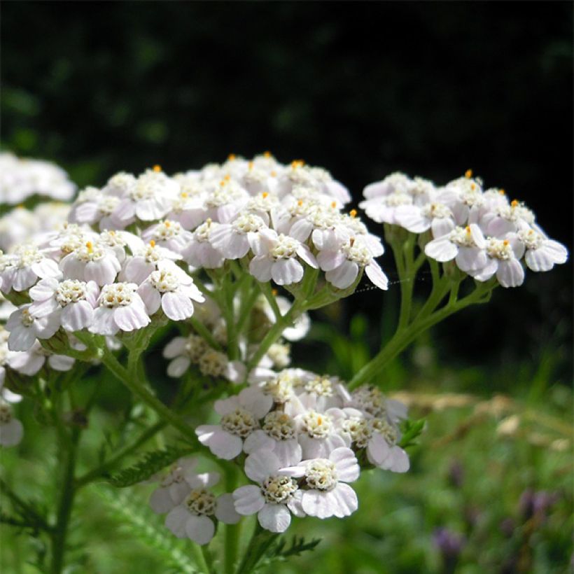 Achillea odorata - Duftende Schafgarbe (Blüte)