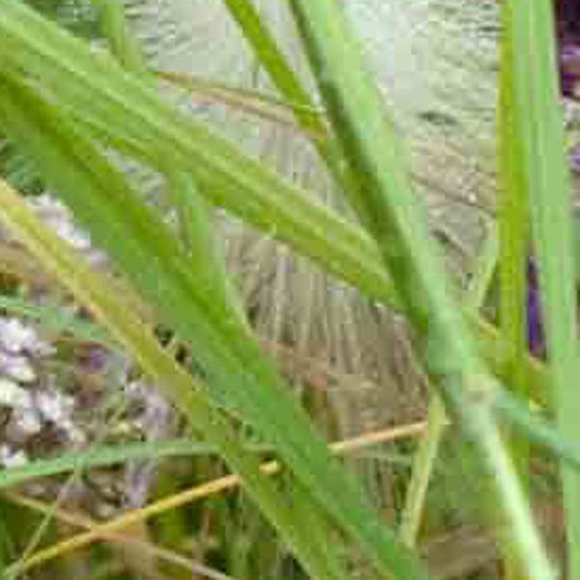 Achillea millefolium Chamois - Gemeine Schafgarbe (Laub)