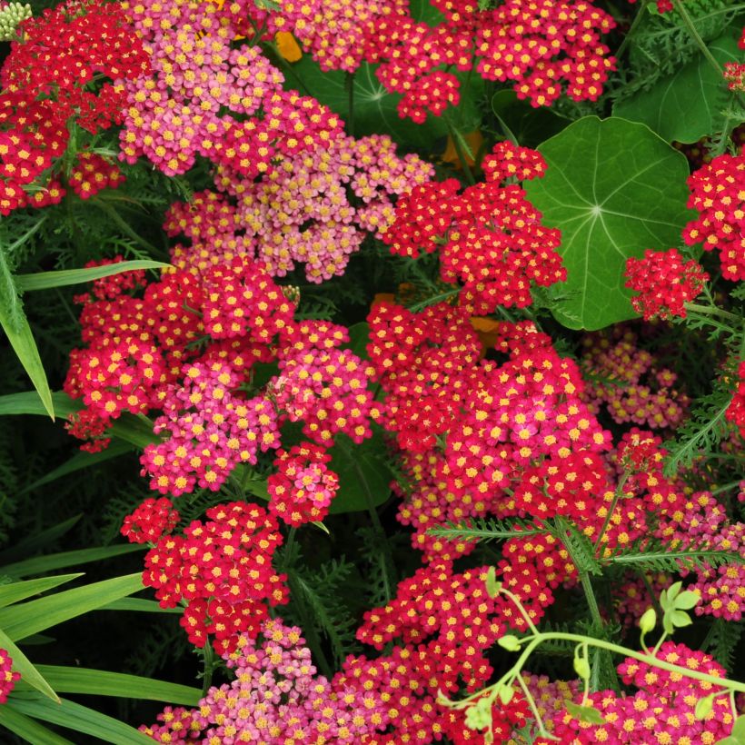 Achillea millefolium Summer Pastel - Gemeine Schafgarbe (Blüte)