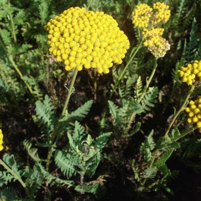 Achillea filipendulina Parker's Variety - Hohe Gelbe Schafgarbe (Hafen)