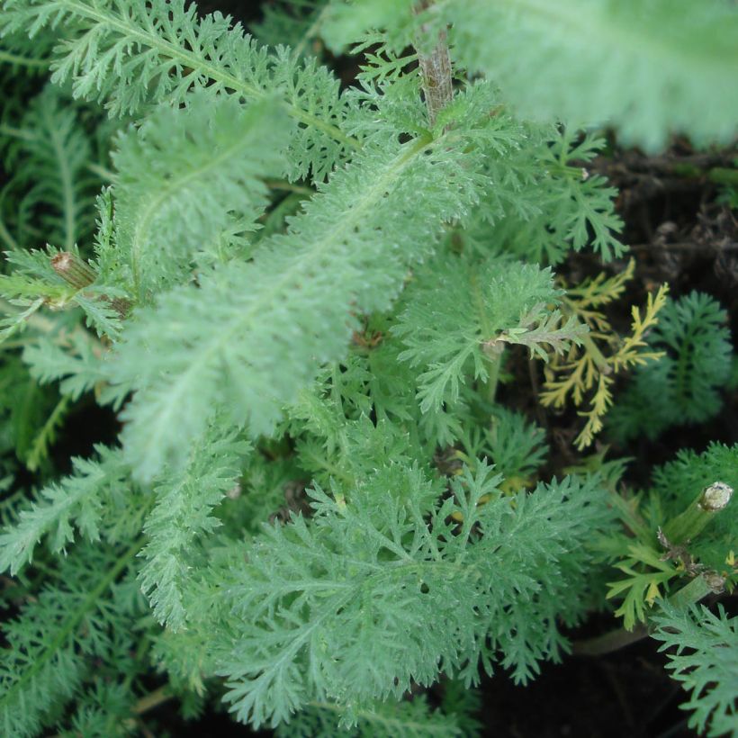 Achillea millefolium Red Velvet - Gemeine Schafgarbe (Laub)