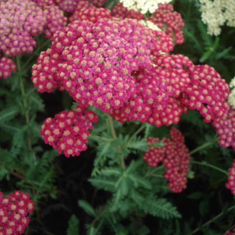 Achillea millefolium Red Velvet - Gemeine Schafgarbe (Blüte)