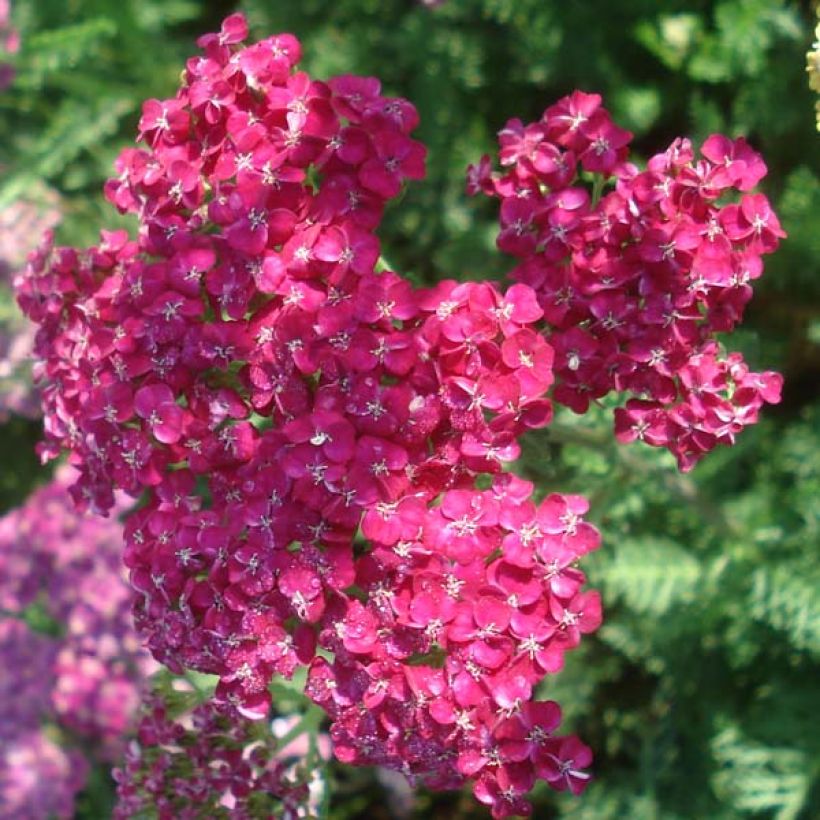 Achillea millefolium Saucy Seduction - Gemeine Schafgarbe (Blüte)