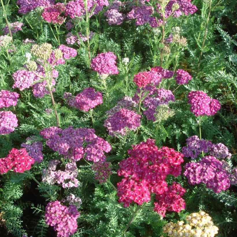 Achillea millefolium Saucy Seduction - Gemeine Schafgarbe (Hafen)