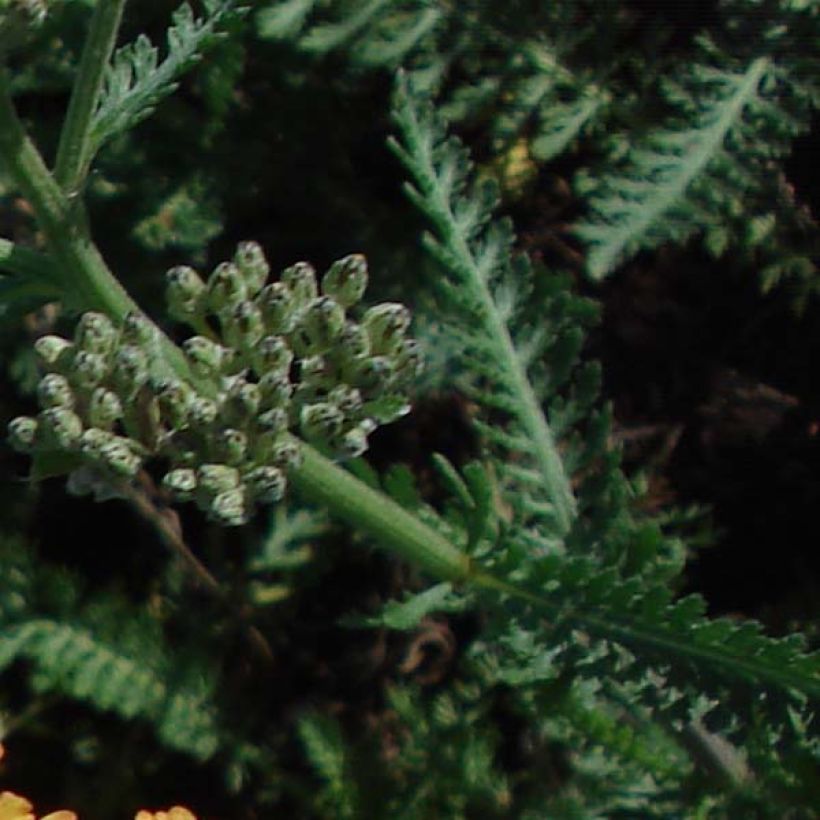 Achillea millefolium Summerwine - Gemeine Schafgarbe (Laub)