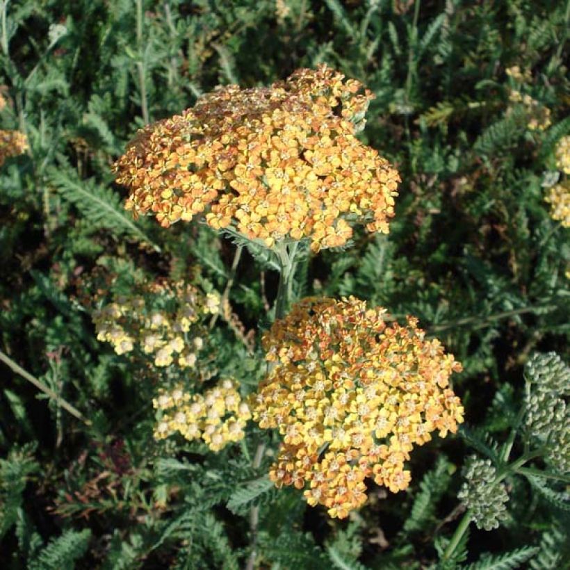 Achillea millefolium Summerwine - Gemeine Schafgarbe (Hafen)