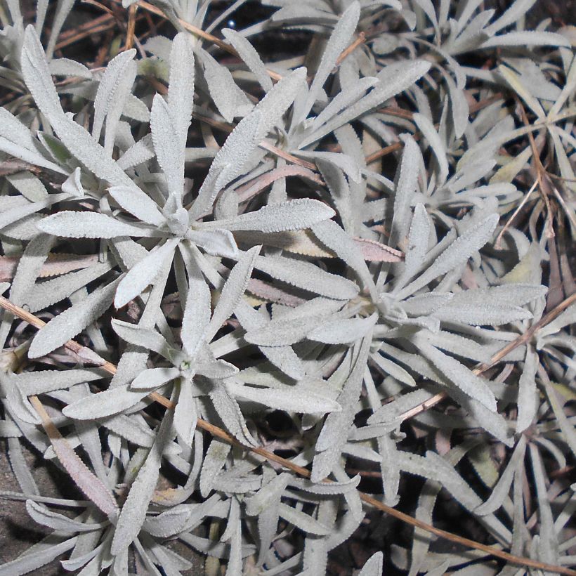 Achillea ageratifolia - Dalmatiner-Silber-Garbe (Laub)