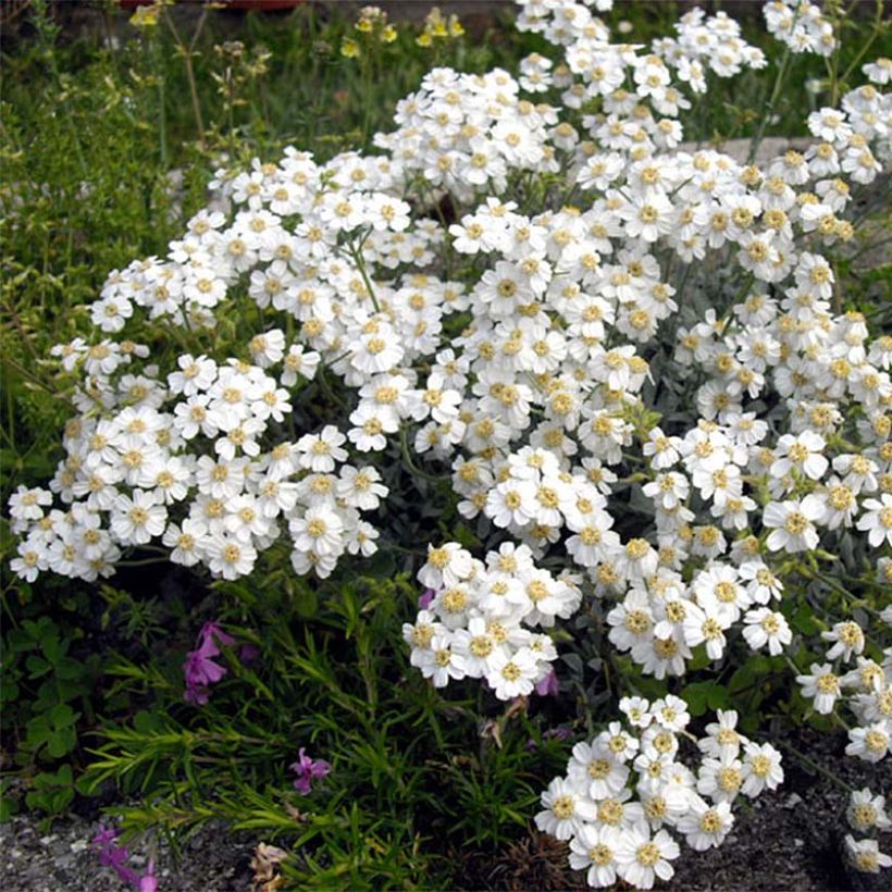 Achillea ageratifolia - Dalmatiner-Silber-Garbe (Blüte)