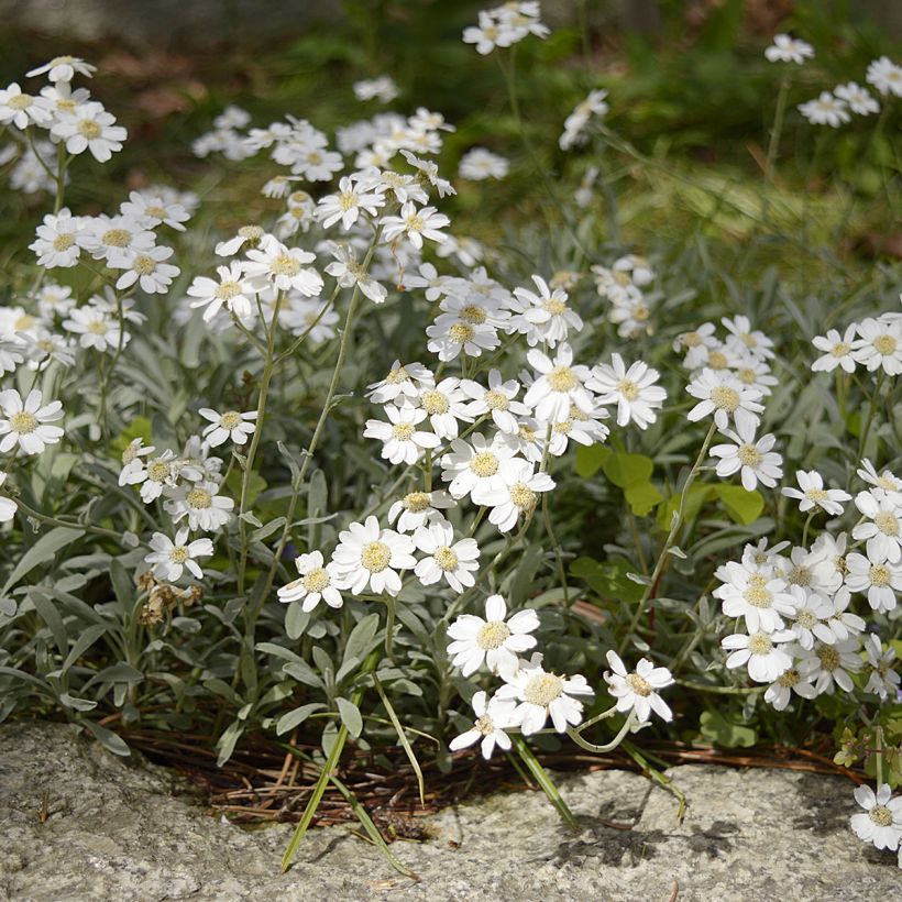 Achillea ageratifolia - Dalmatiner-Silber-Garbe (Hafen)