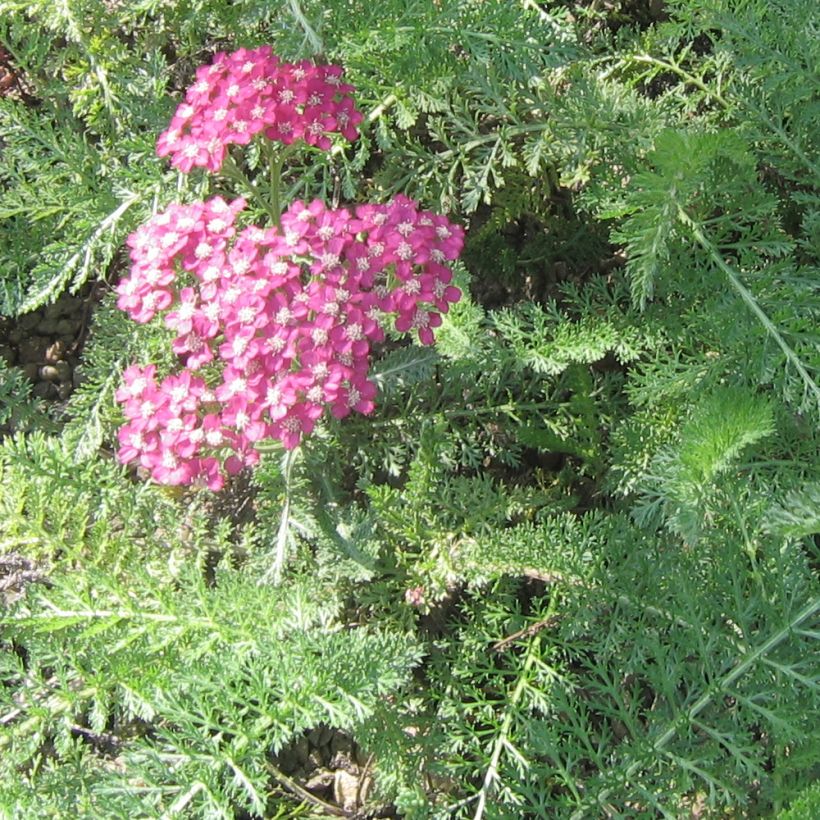 Achillea asplenifolia - Gewöhnliche Schafgarbe (Laub)