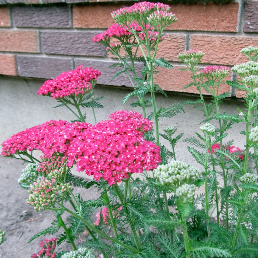 Achillea asplenifolia - Gewöhnliche Schafgarbe (Hafen)