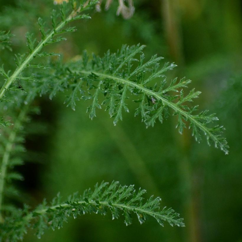 Achillea filipendulina Golden Plate - Hohe Gelbe Schafgarbe (Laub)