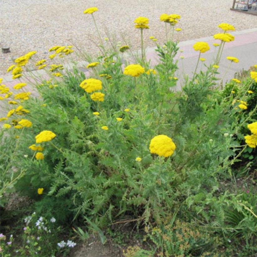 Achillea fillipendulina Cloth of Gold - Hohe Gelbe Schafgarbe (Hafen)