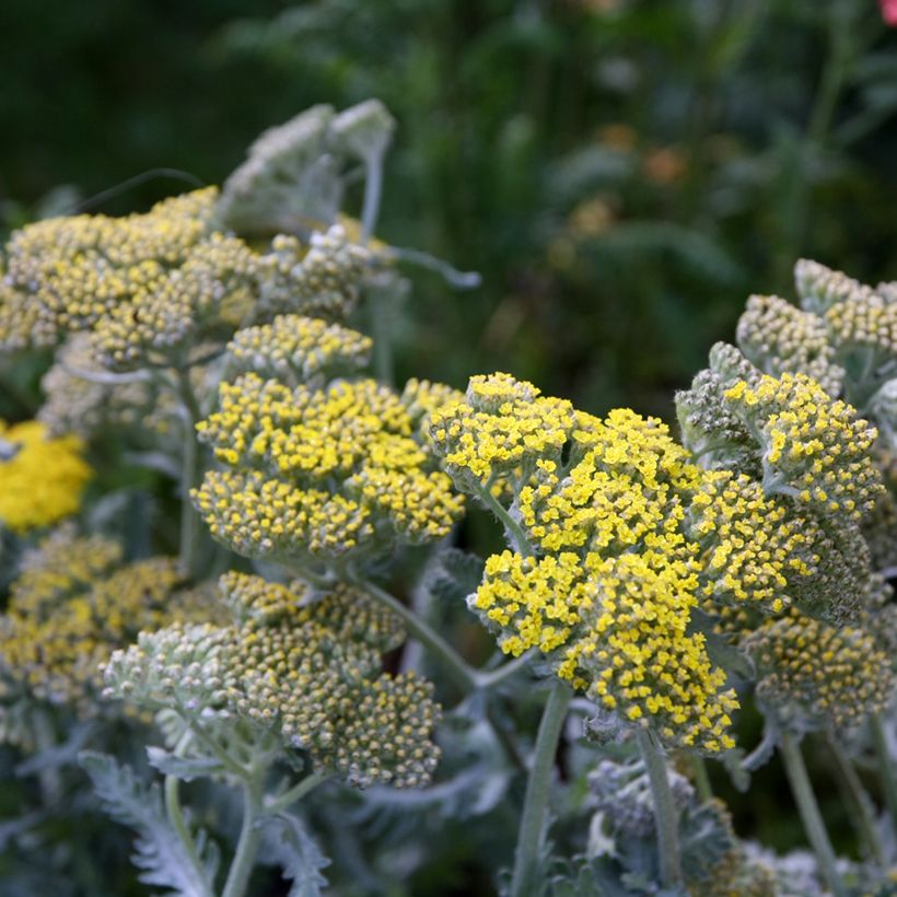 Achillea Little Moonshine - Filzige Schafgarbe (Blüte)