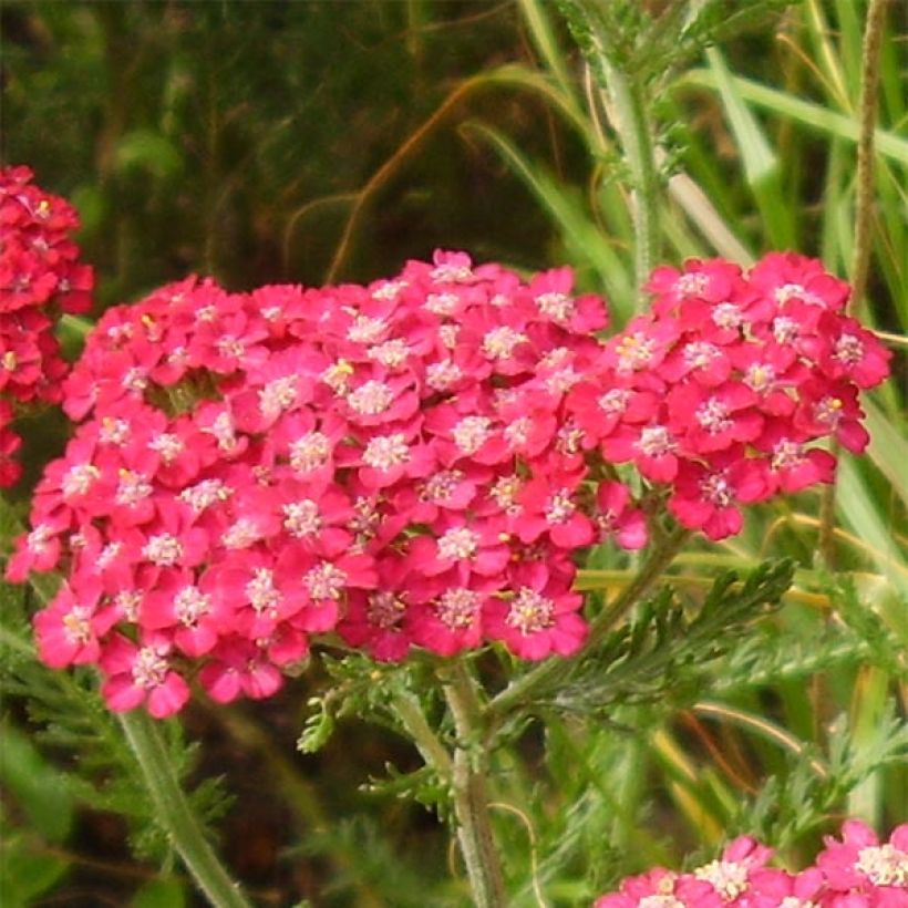 Achillea millefolium Petra - Gemeine Schafgarbe (Blüte)