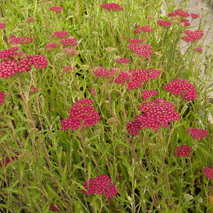 Achillea millefolium Velours - Gemeine Schafgarbe (Hafen)