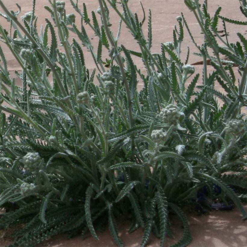 Achillea kellereri - Kellers Schafgarbe (Laub)