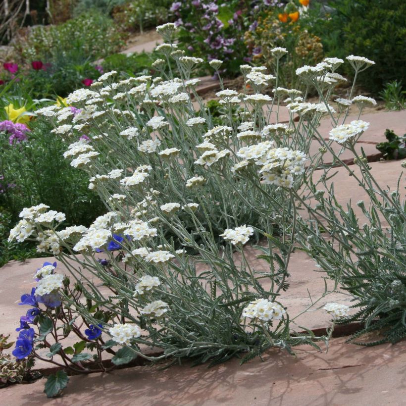 Achillea kellereri - Kellers Schafgarbe (Hafen)