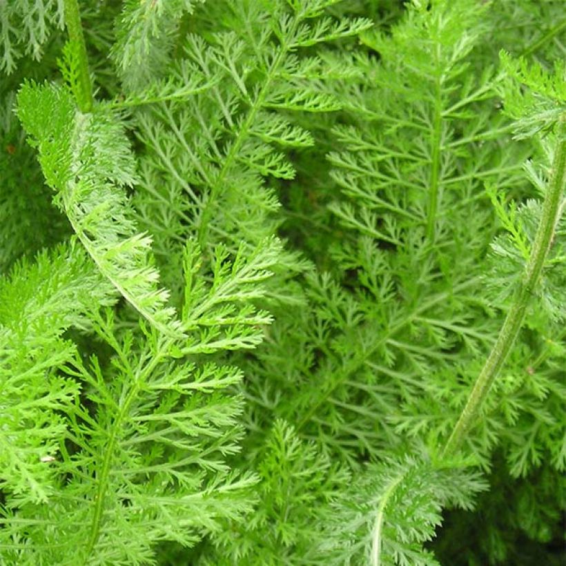 Achillea millefolium Desert Eve Deep Rose - Gemeine Schafgarbe (Laub)