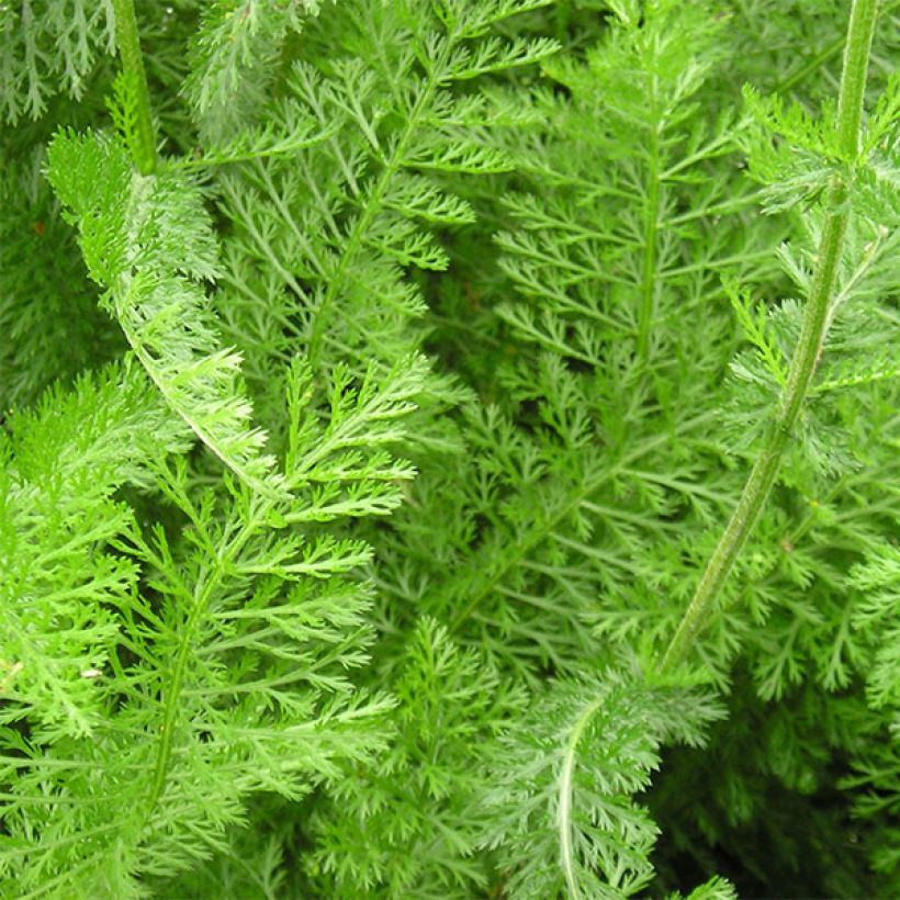 Achillea millefolium Desert Eve Red - Gemeine Schafgarbe (Laub)