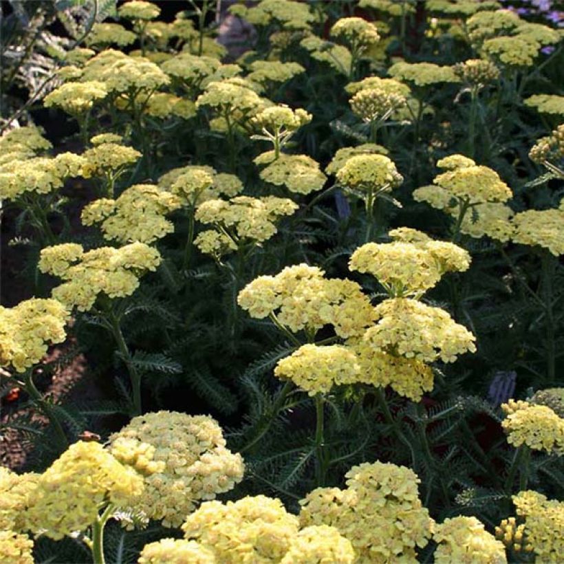 Achillea millefolium Desert Eve Deep Yellow - Gemeine Schafgarbe (Blüte)