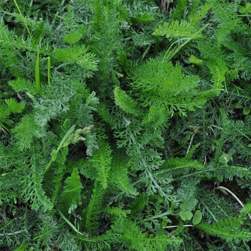 Achillea millefolium Jacqueline - Gemeine Schafgarbe (Laub)