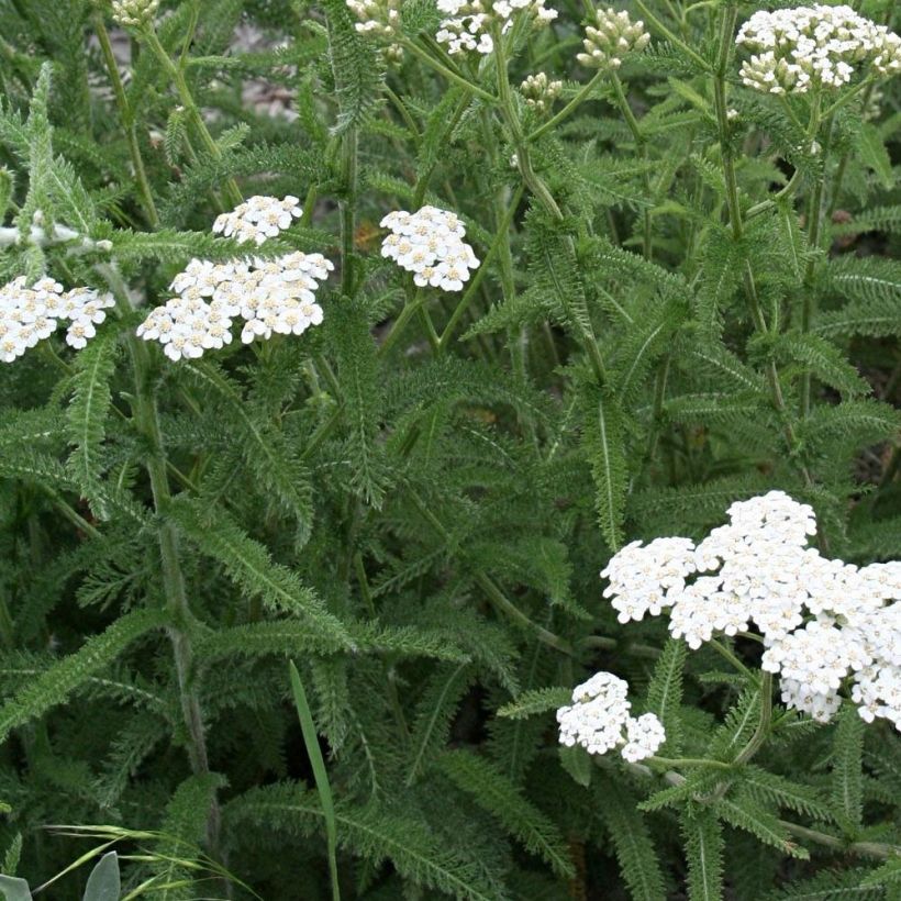 Achillea millefolium Mondpagode - Gemeine Schafgarbe (Laub)