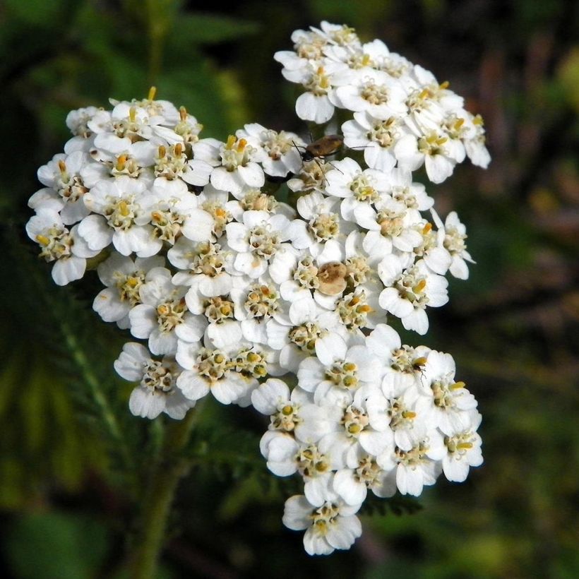 Achillea millefolium Mondpagode - Gemeine Schafgarbe (Blüte)