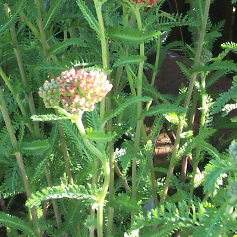 Achillea millefolium The Beacon - Gemeine Schafgarbe (Laub)