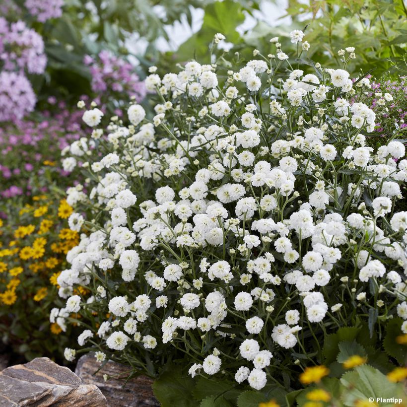 Achillea ptarmica Diadem - Sumpf-Schafgarbe (Hafen)