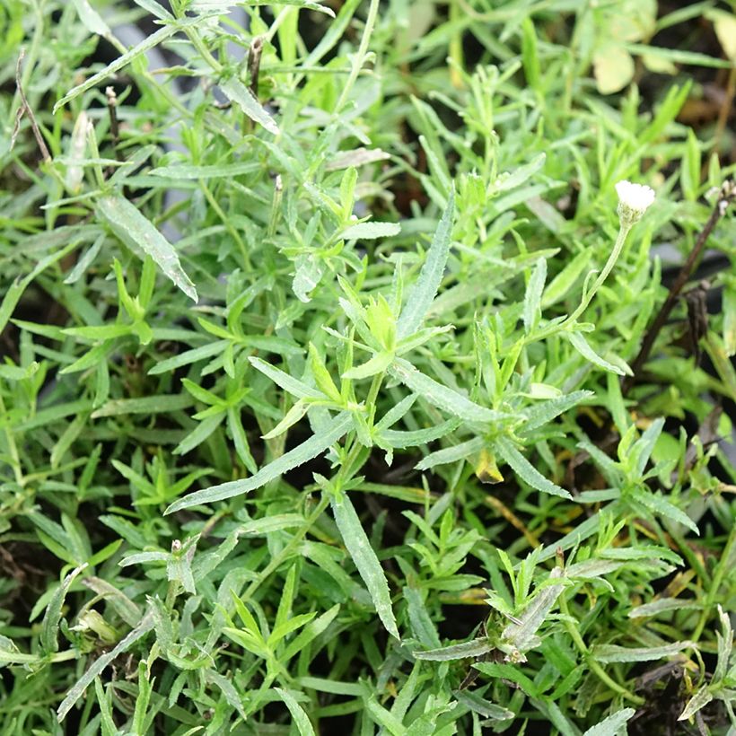 Achillea ptarmica Diadem - Sumpf-Schafgarbe (Laub)