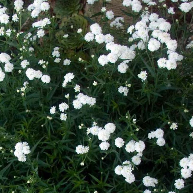 Achillea ptarmica Perry s White - Sumpf-Schafgarbe (Hafen)