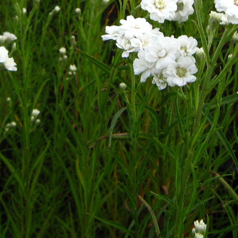 Achillea ptarmica Weihenstephan - Sumpf-Schafgarbe (Laub)