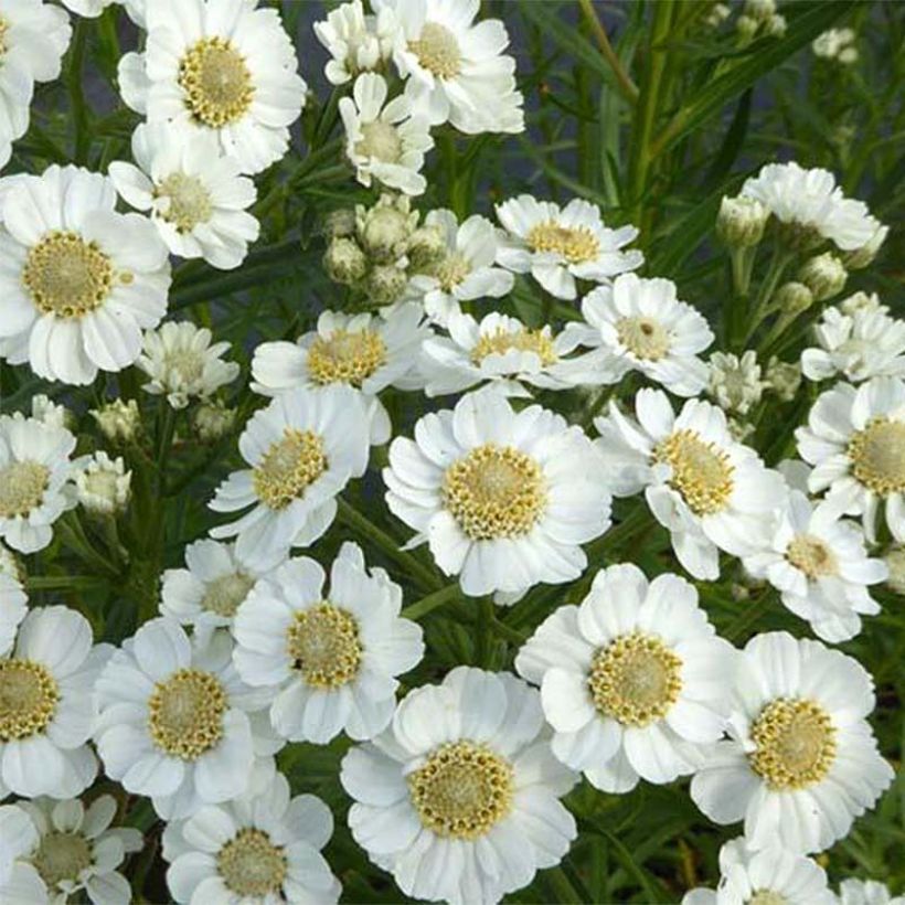 Achillea ptarmica Xana - Sumpf-Schafgarbe (Blüte)