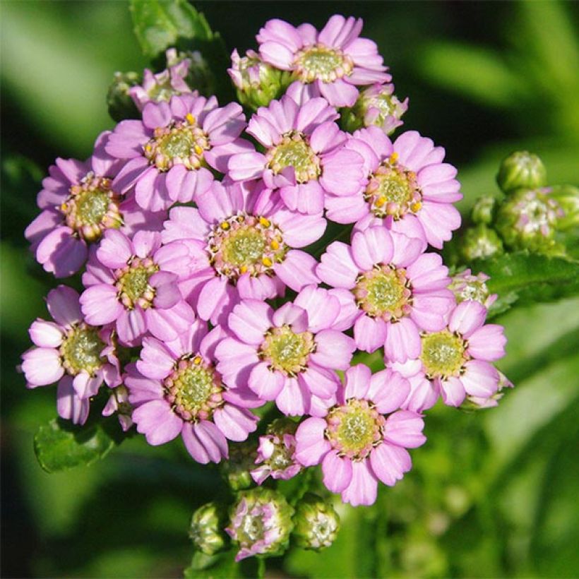 Achillea sibirica var. camtschatica Love Parade - Sibirische Schafgarbe (Blüte)