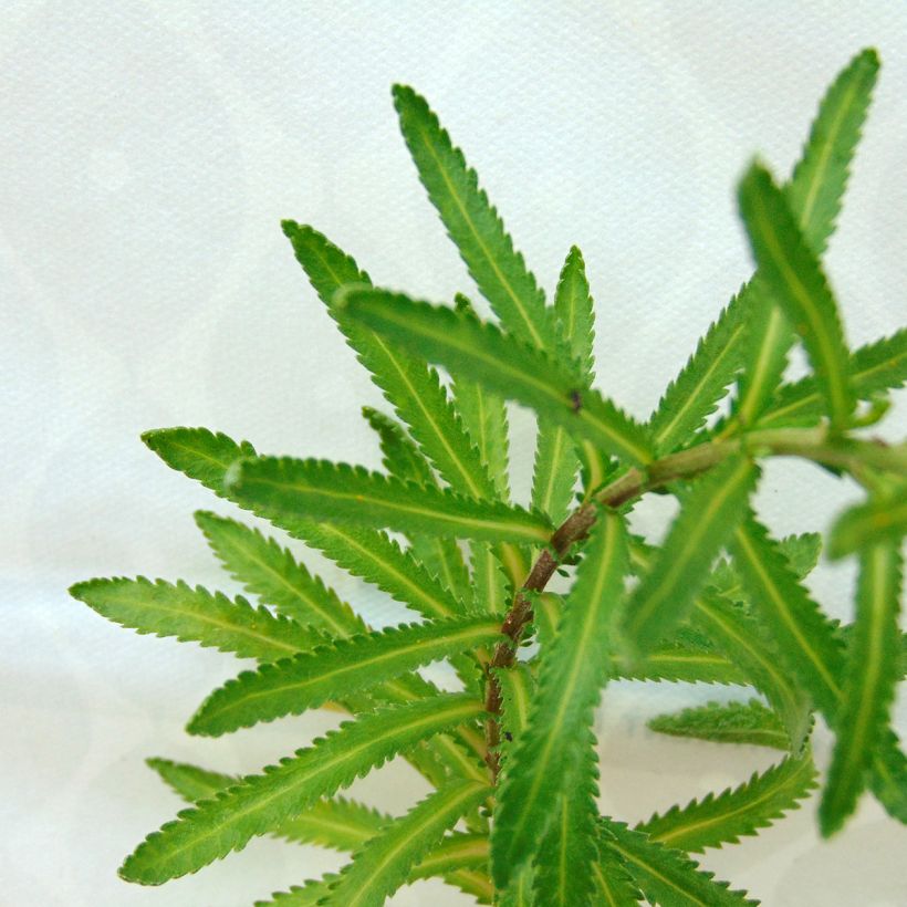 Achillea sibirica var. camtschatica Love Parade - Sibirische Schafgarbe (Laub)