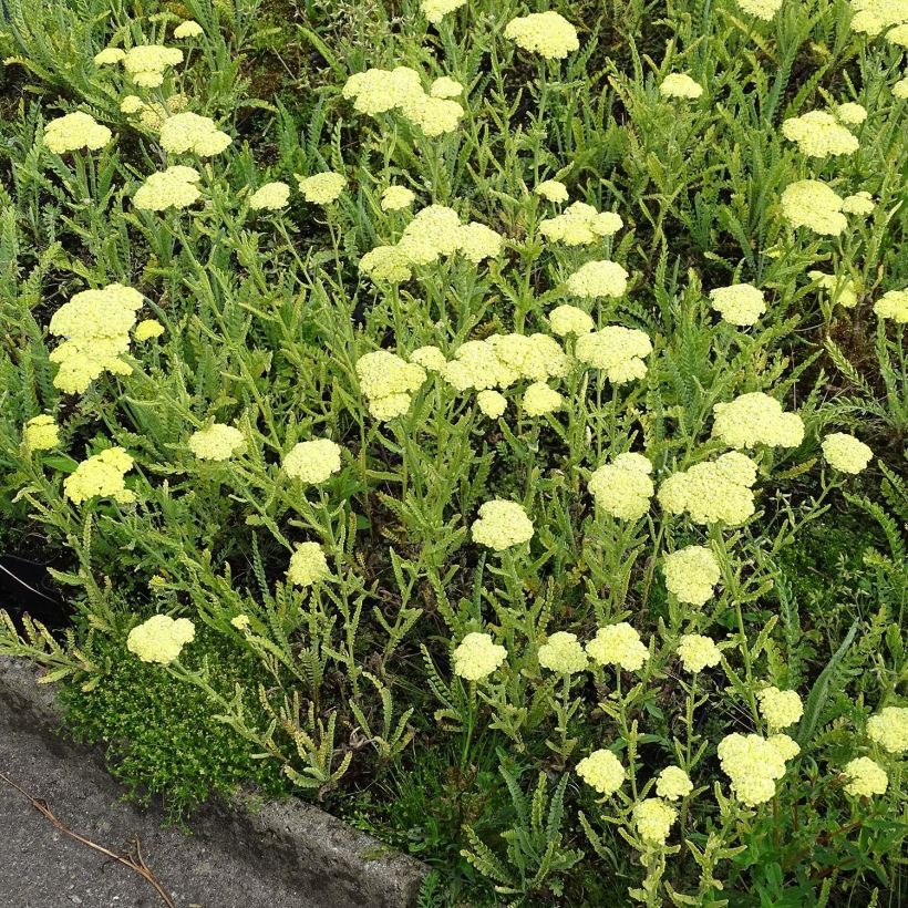 Achillea taygetea - Schafgarbe (Hafen)