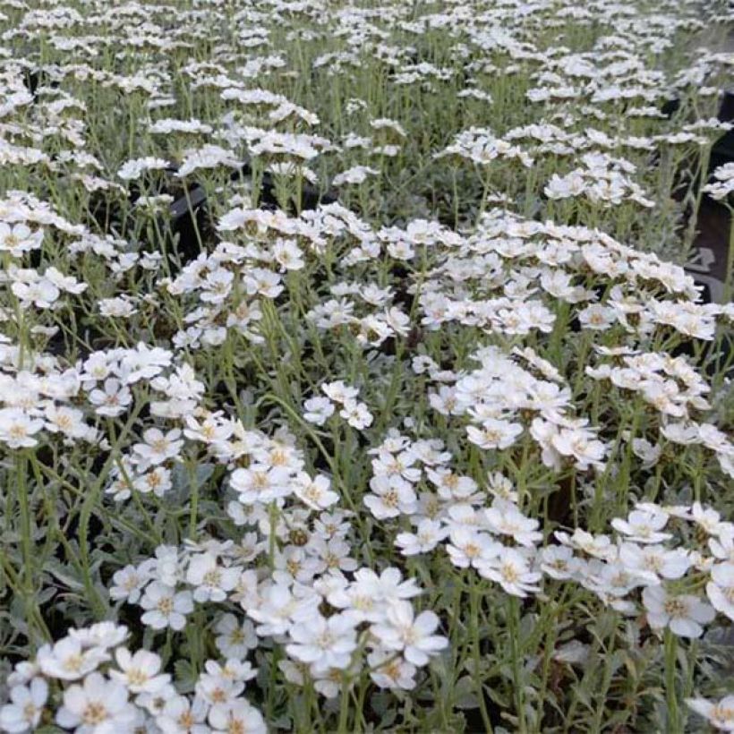 Achillea umbellata - Griechische Silber-Garbe (Blüte)