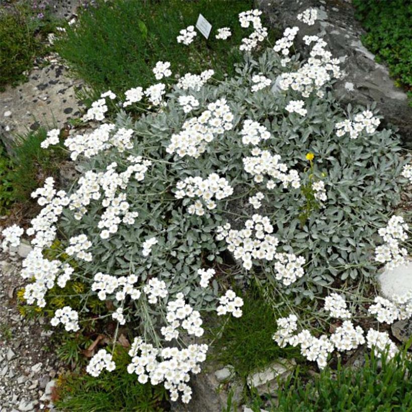 Achillea umbellata - Griechische Silber-Garbe (Hafen)